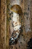 Tricholoma saponaceum image