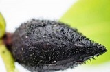 Seifertia azaleae image
