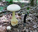Amanita ravenelii image