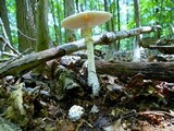 Amanita ravenelii image