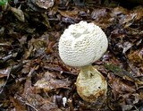 Amanita ravenelii image