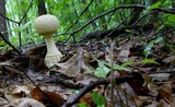 Amanita ravenelii image