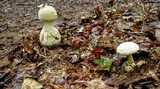 Amanita ravenelii image
