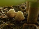 Leucocoprinus ianthinus image