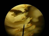 Clavulina coralloides image