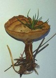 Coltricia cinnamomea image