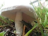 Amanita longipes image