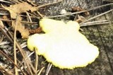 Fuligo septica var. septica image