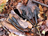 Geoglossum nigritum image