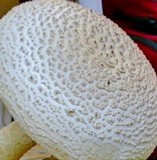 Amanita ravenelii image