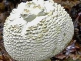 Amanita ravenelii image