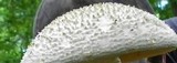 Amanita ravenelii image