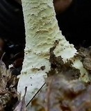 Amanita ravenelii image