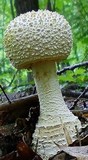 Amanita ravenelii image