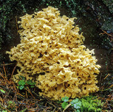 Sparassis crispa image