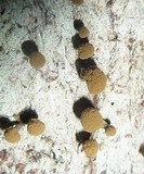 Phleogena faginea image
