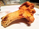 Cantharellus lateritius image