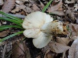 Russula grata image