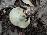 Russula grata image