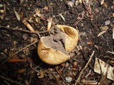 Scleroderma areolatum image