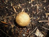 Scleroderma areolatum image