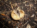 Scleroderma areolatum image