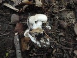 Asterophora lycoperdoides image