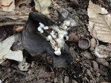 Asterophora lycoperdoides image
