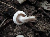 Asterophora lycoperdoides image