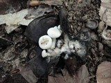 Asterophora lycoperdoides image