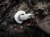 Asterophora lycoperdoides image