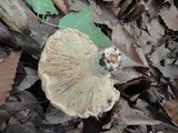 Lactarius psammicola f. glaber image