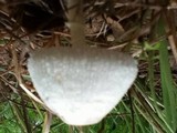 Leucocoprinus cepistipes image