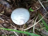 Leucocoprinus cepistipes image