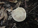 Retiboletus griseus image