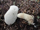 Retiboletus griseus image