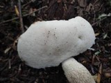 Retiboletus griseus image
