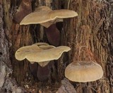 Tapinella atrotomentosa image