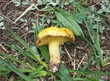 Suillus americanus image