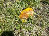 Suillus americanus image