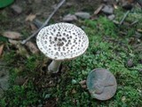 Amanita onusta image