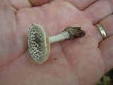 Amanita onusta image