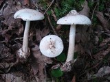 Amanita pseudovolvata image