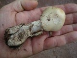 Amanita whetstoneae image