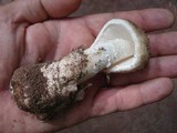 Amanita whetstoneae image