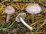 Inocybe geophylla var. lilacina image