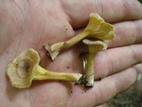 Cantharellus appalachiensis image