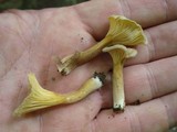 Cantharellus appalachiensis image