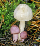Inocybe geophylla var. lilacina image