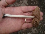 Entoloma strictius image